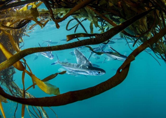 Macroalgas Pardas: El peligro de su extracción masiva - Latinoamérica Verde TV